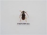 藏品(扁角鋸天牛)的圖片